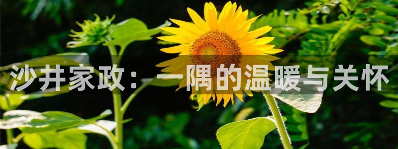 杏悦官网